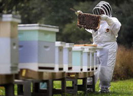 Memphis Moms Blog harvesting honey thistle and bee nonprofit