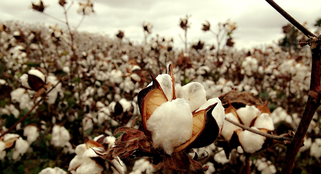 cotton field