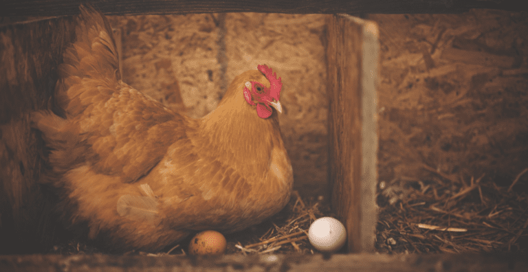 selling chicken eggs entreprenuer