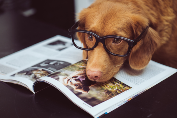 dog reading