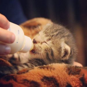 foster kitten being bottle fed