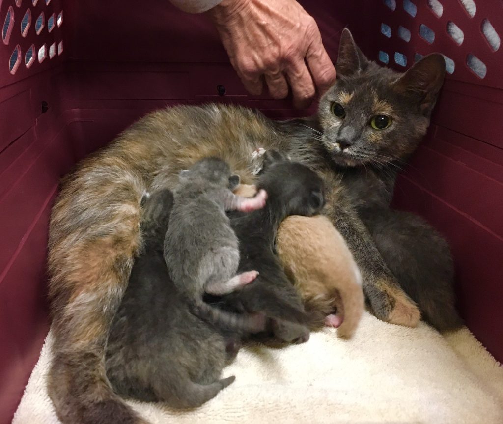 mom and babies at Memphis Animal Services