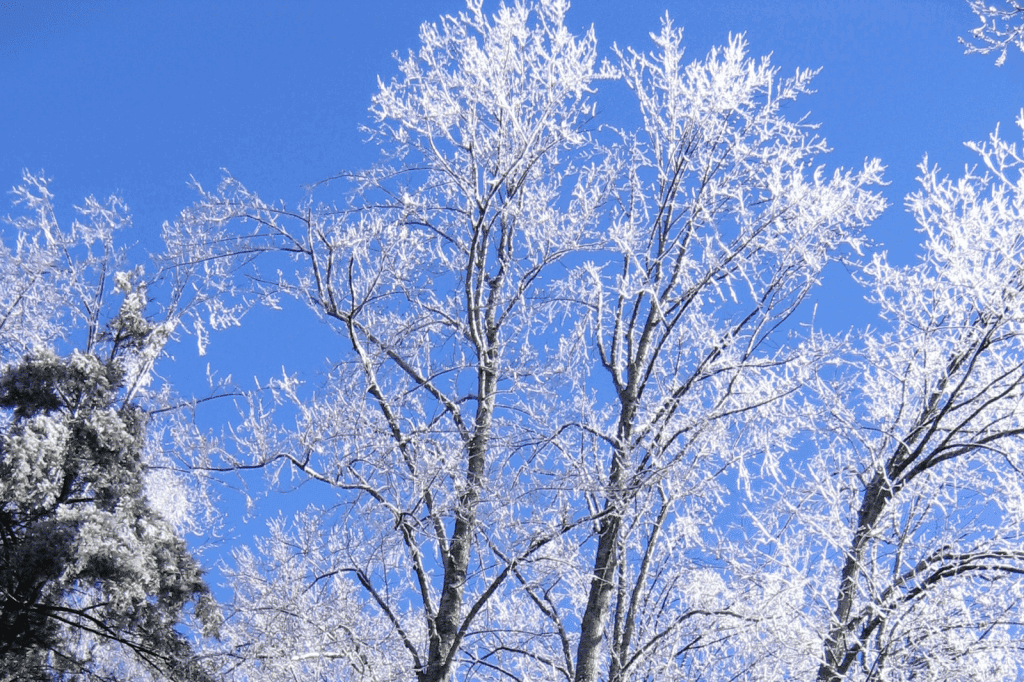 ice storm 2022 emergency