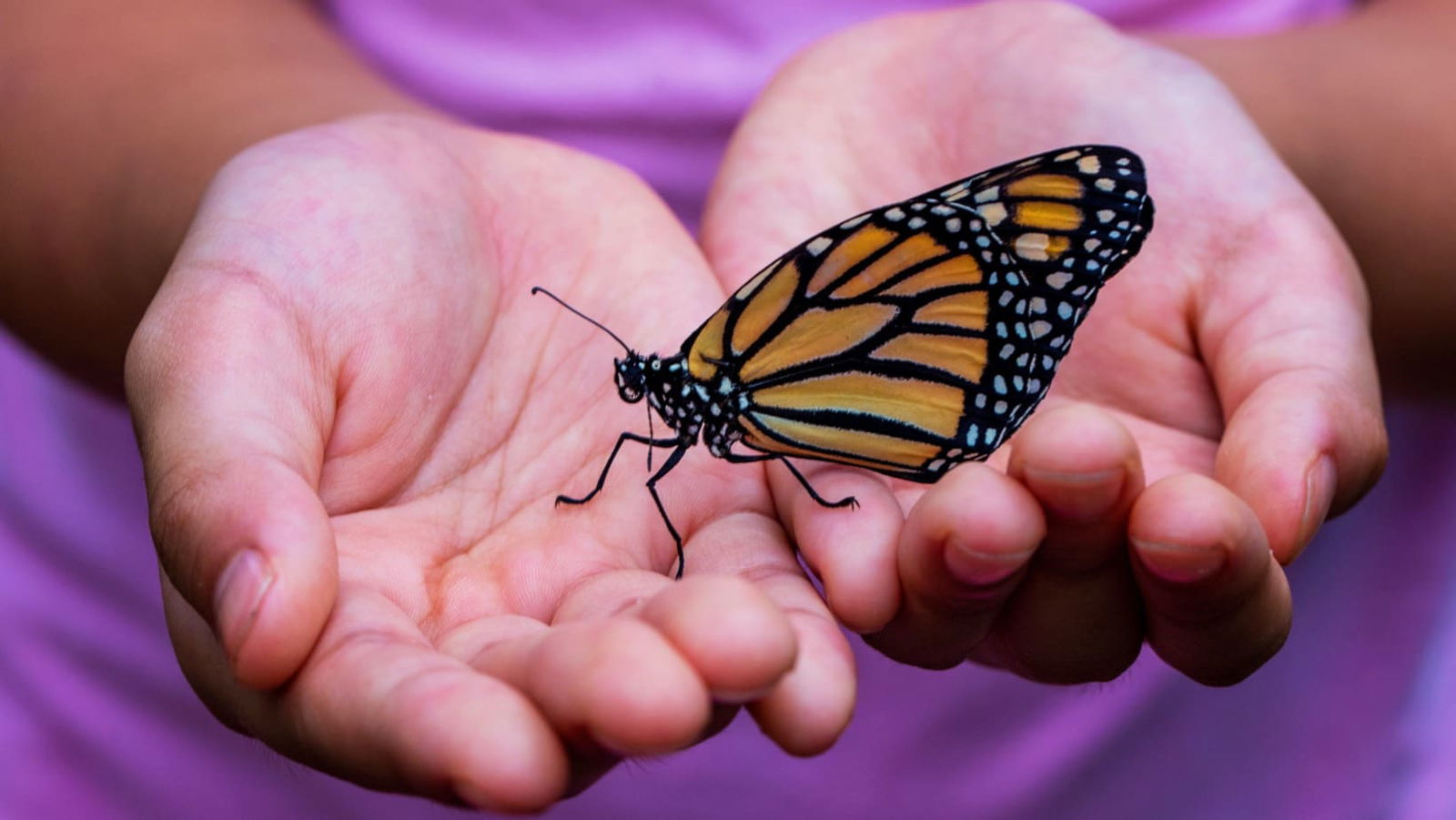 butterfly in girls hand