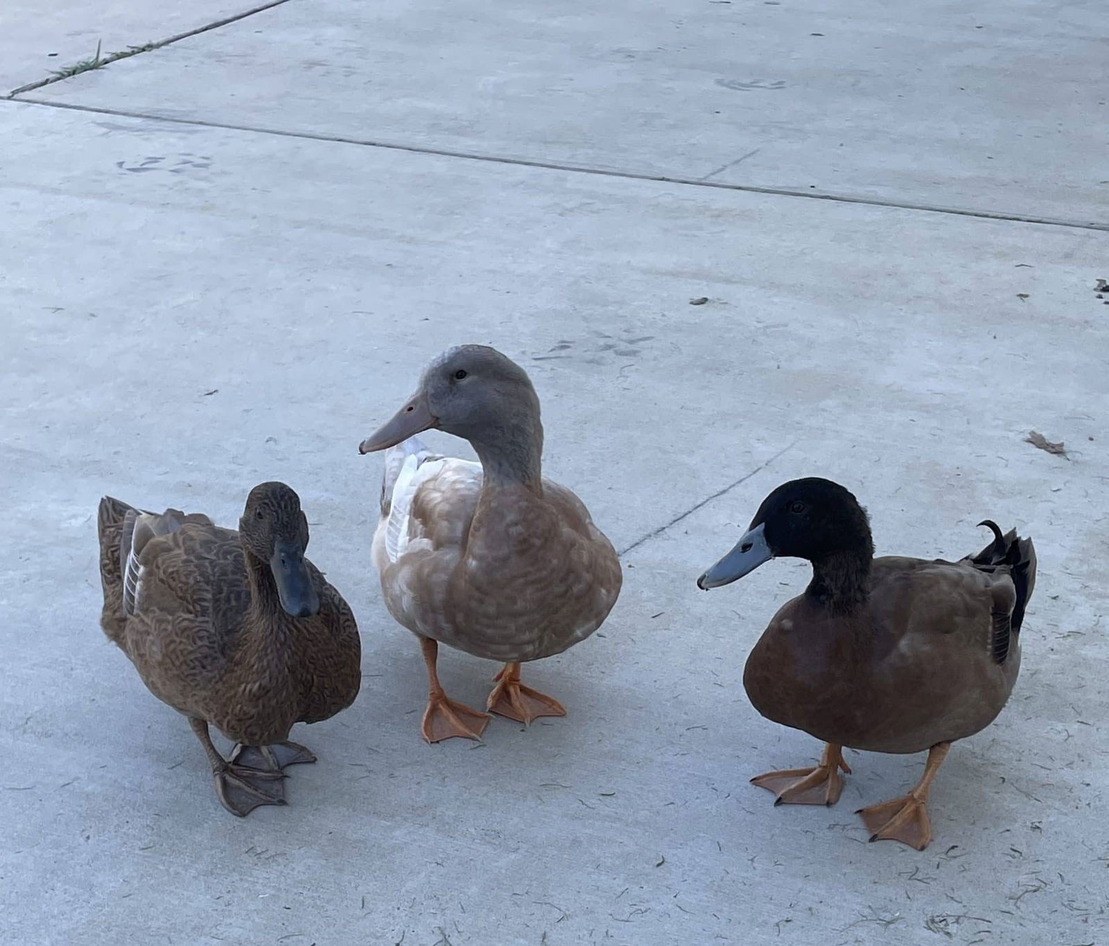 image of 3 ducks