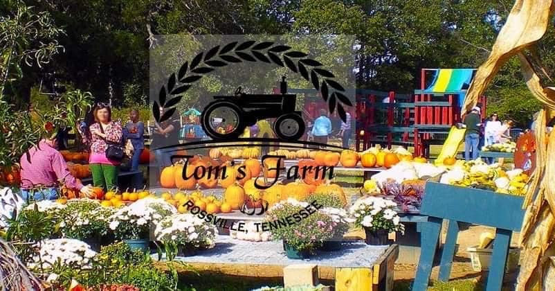 pumpkins and flowers with Toms Farm logo