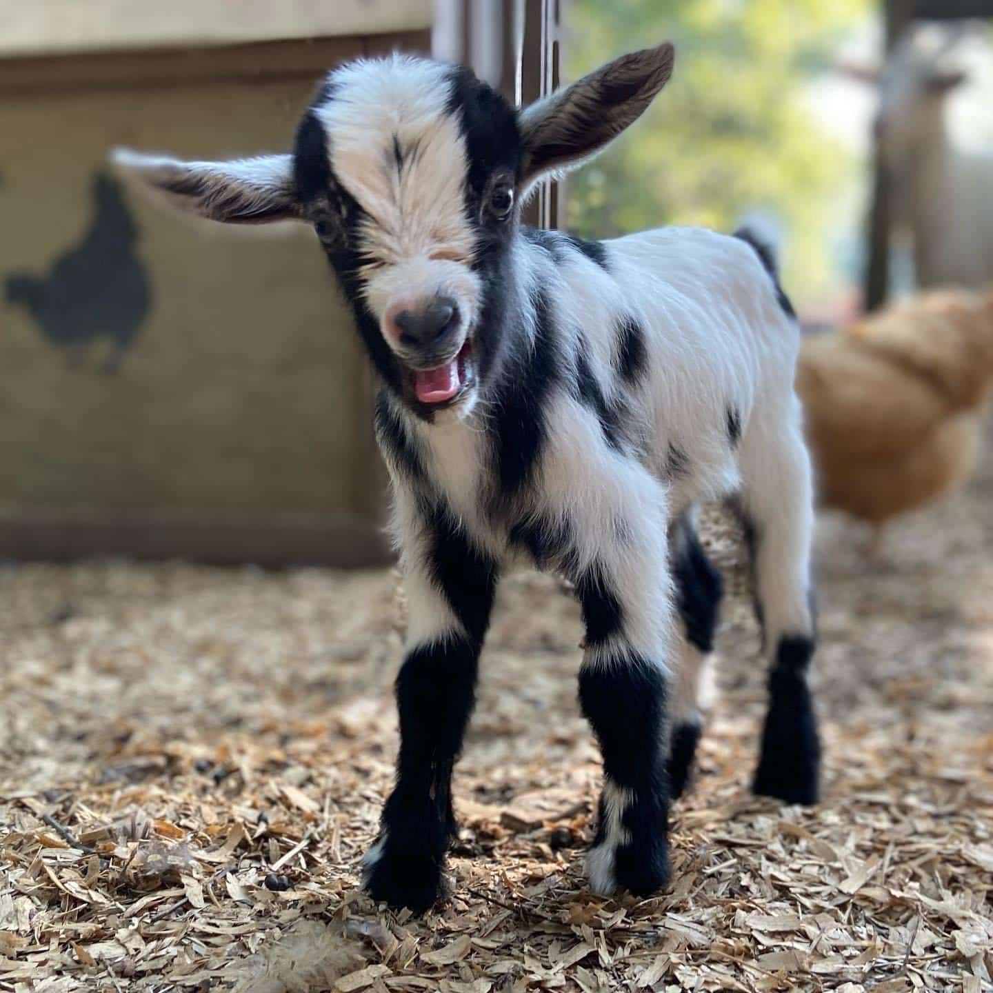 black and white goat