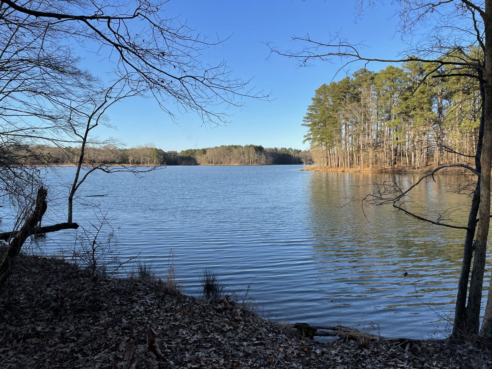 tree lined lake