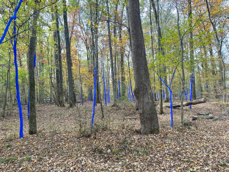 Shelby Canopy blue trees