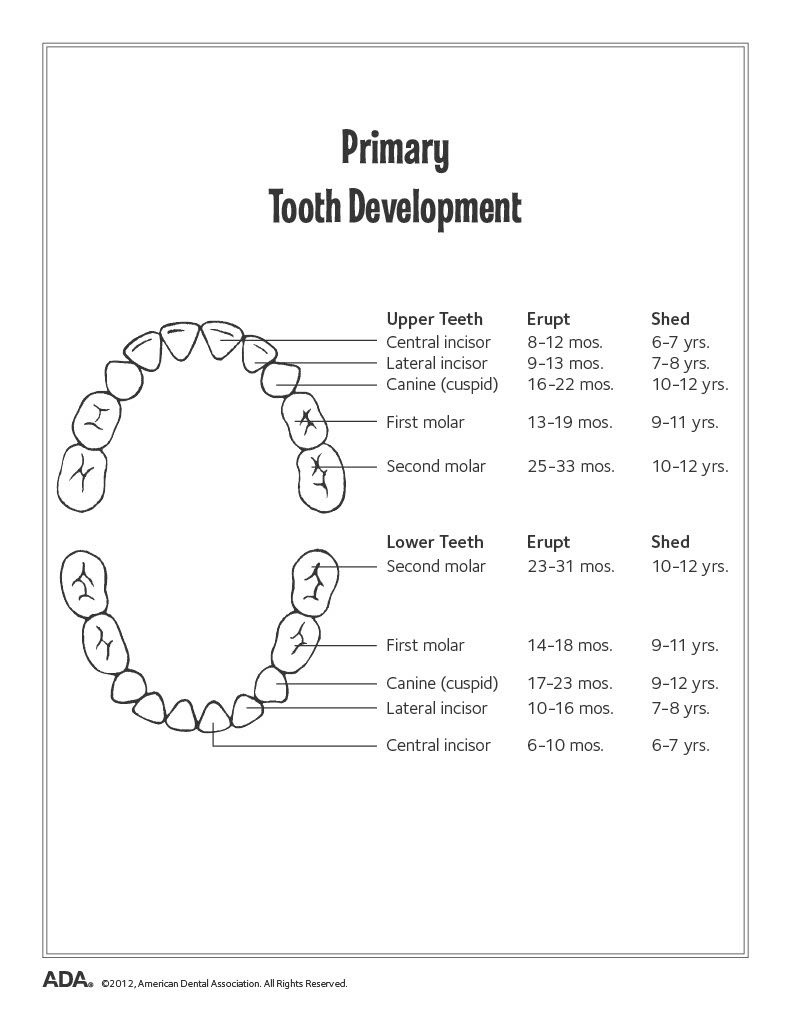 primary tooth development chart from dentists